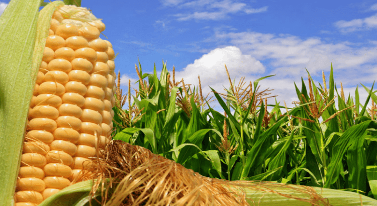 Hay riesgo en la producción de maíz