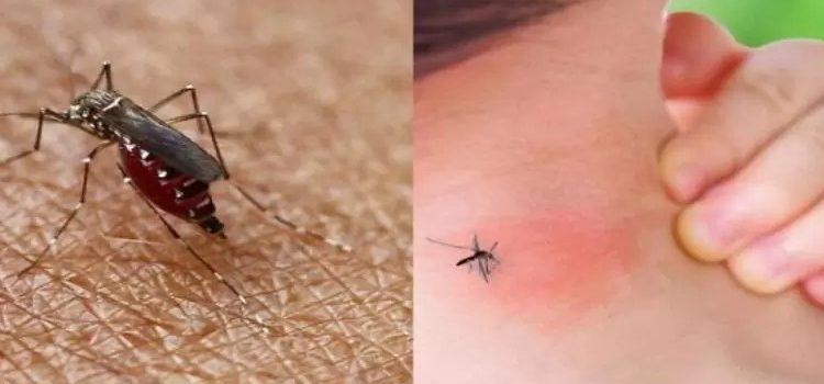 Baja California tiene 8 casos de dengue