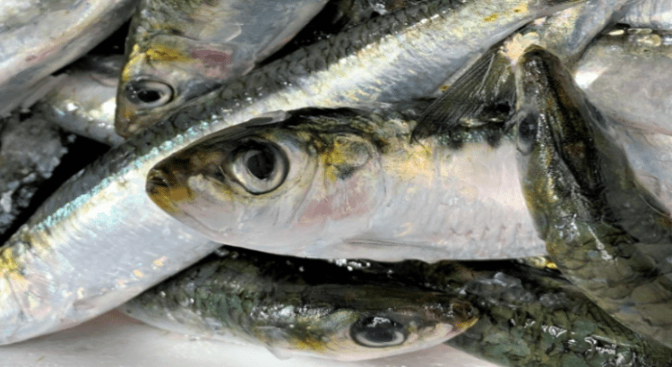 Baja California es el segundo estado productor de sardina a nivel nacional