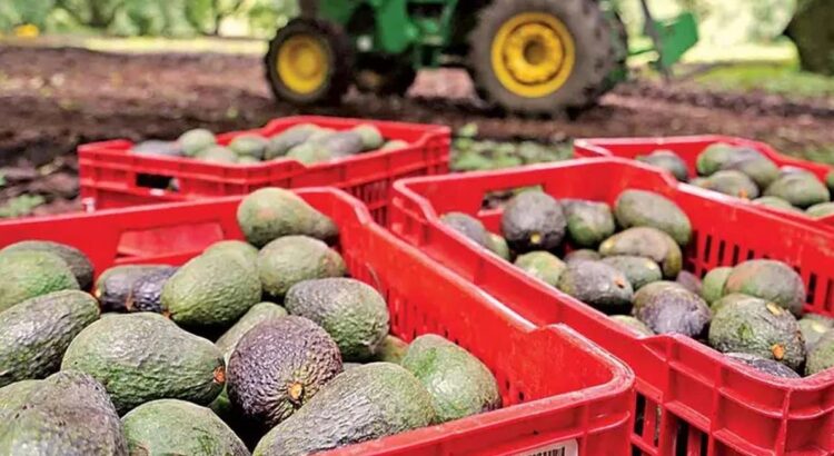 Reanudan exportaciones de aguacate michoacano a Estados Unidos