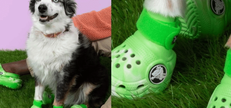 Moda bien perrona: Crocs lanza sandalias para «lomitos»