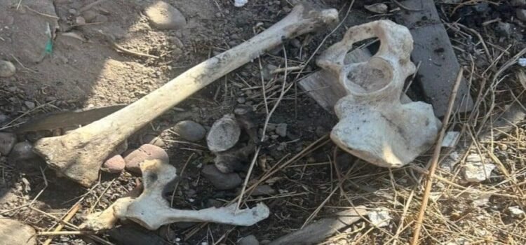 Localizan fosa clandestina en arroyo Aguaje de la Tuna