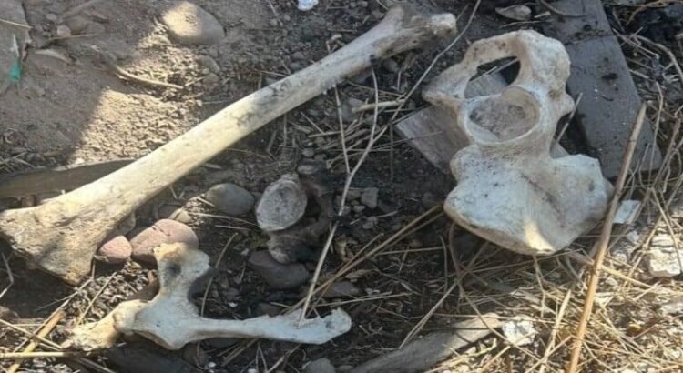 Localizan fosa clandestina en arroyo Aguaje de la Tuna