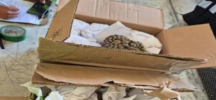 Decomisan peyote en el aeropuerto de Tijuana