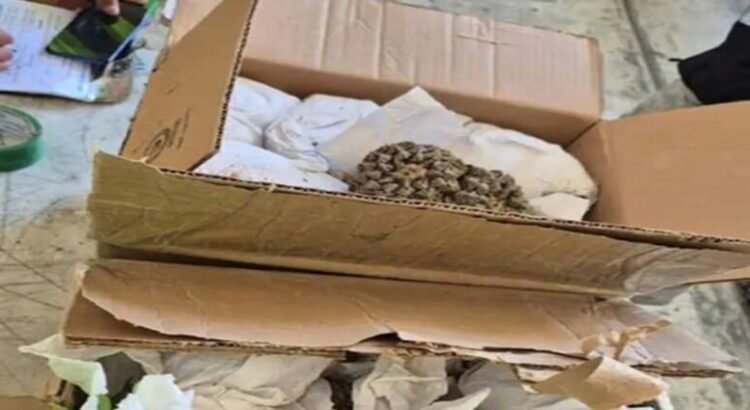 Decomisan peyote en el aeropuerto de Tijuana