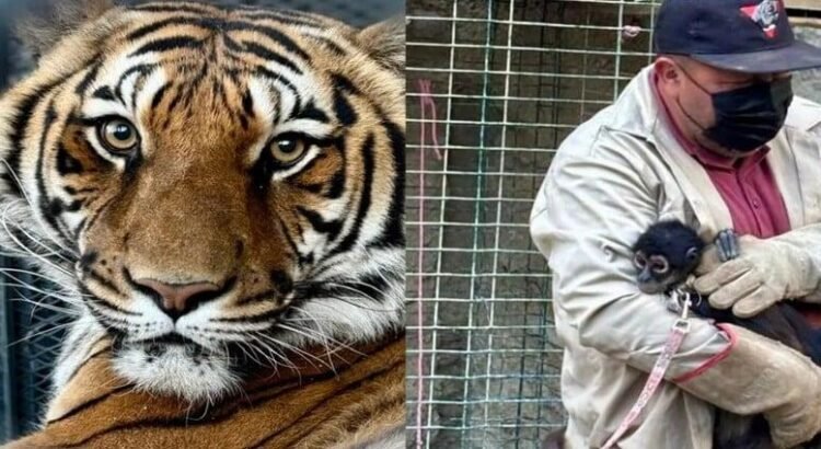 Encuentran tigre de bengala durante cateo en colonia Buena Vista