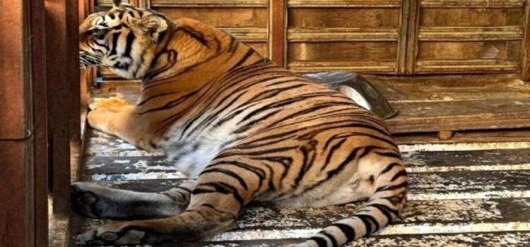 Aseguran un tigre siberiano, un mono araña y otros animales tras cateo en BC
