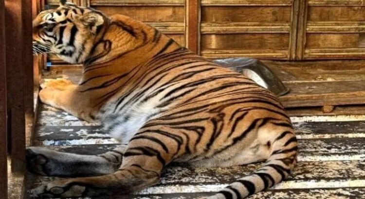 Aseguran un tigre siberiano, un mono araña y otros animales tras cateo en BC