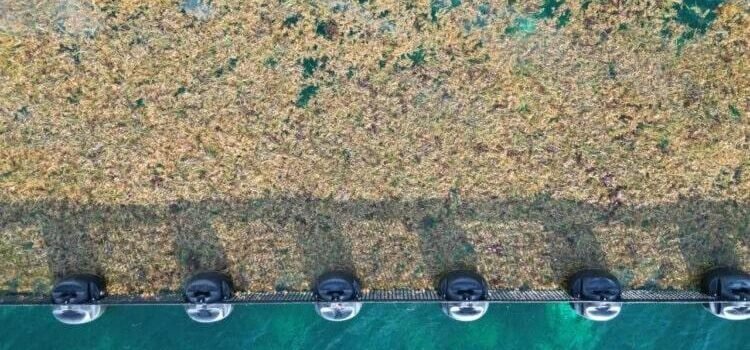 Se han recolectado más de 41 mil toneladas de sargazo este 2025 en QRoo: Sema