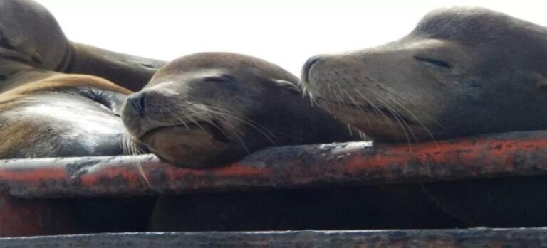 Alertan por presencia de lobos marinos en Baja California