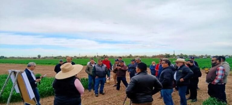 Ausencia de frío podría afectar rendimiento del trigo: SADER