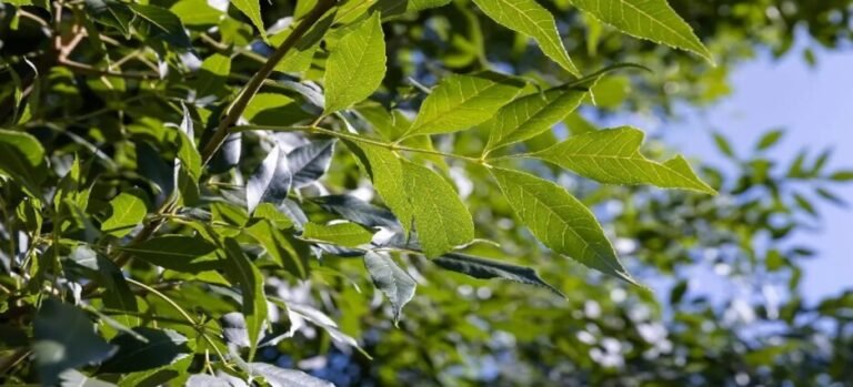 Anuncian programa de “arborización” en Mexicali