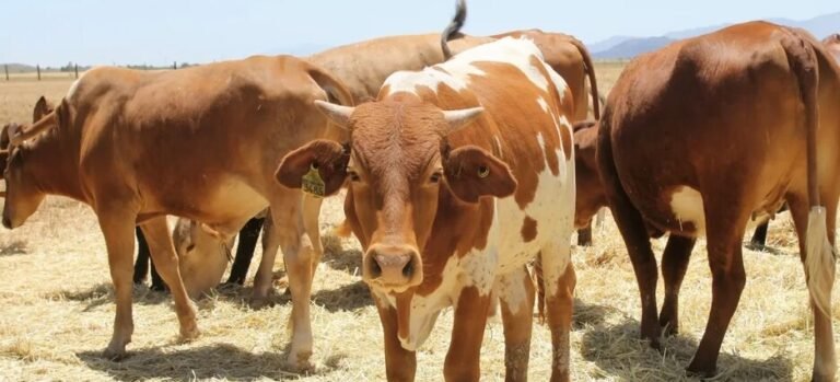 Ganadería de Baja California busca agilizar movilización de ganado ante las restricciones por Gusano Barrenador